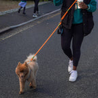 Hands Free Adjustable Dog Leash with Waist Belt Attachment
