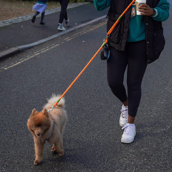 Hands Free Adjustable Dog Leash with Waist Belt Attachment