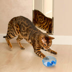 Cat Spring Ball Toy Set for Kittens and Cats Interactive Pet Toys