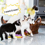 Cat Spring Ball Toy Set for Kittens and Cats Interactive Pet Toys