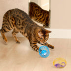 Cat Spring Ball Toy Set for Kittens and Cats Interactive Pet Toys